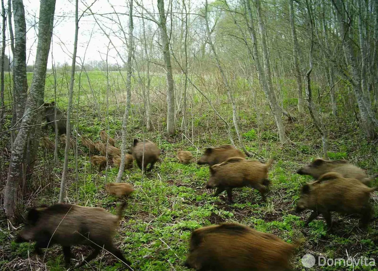 объект сферы услуг, Дуниловичи, ул. 60 лет Октября 