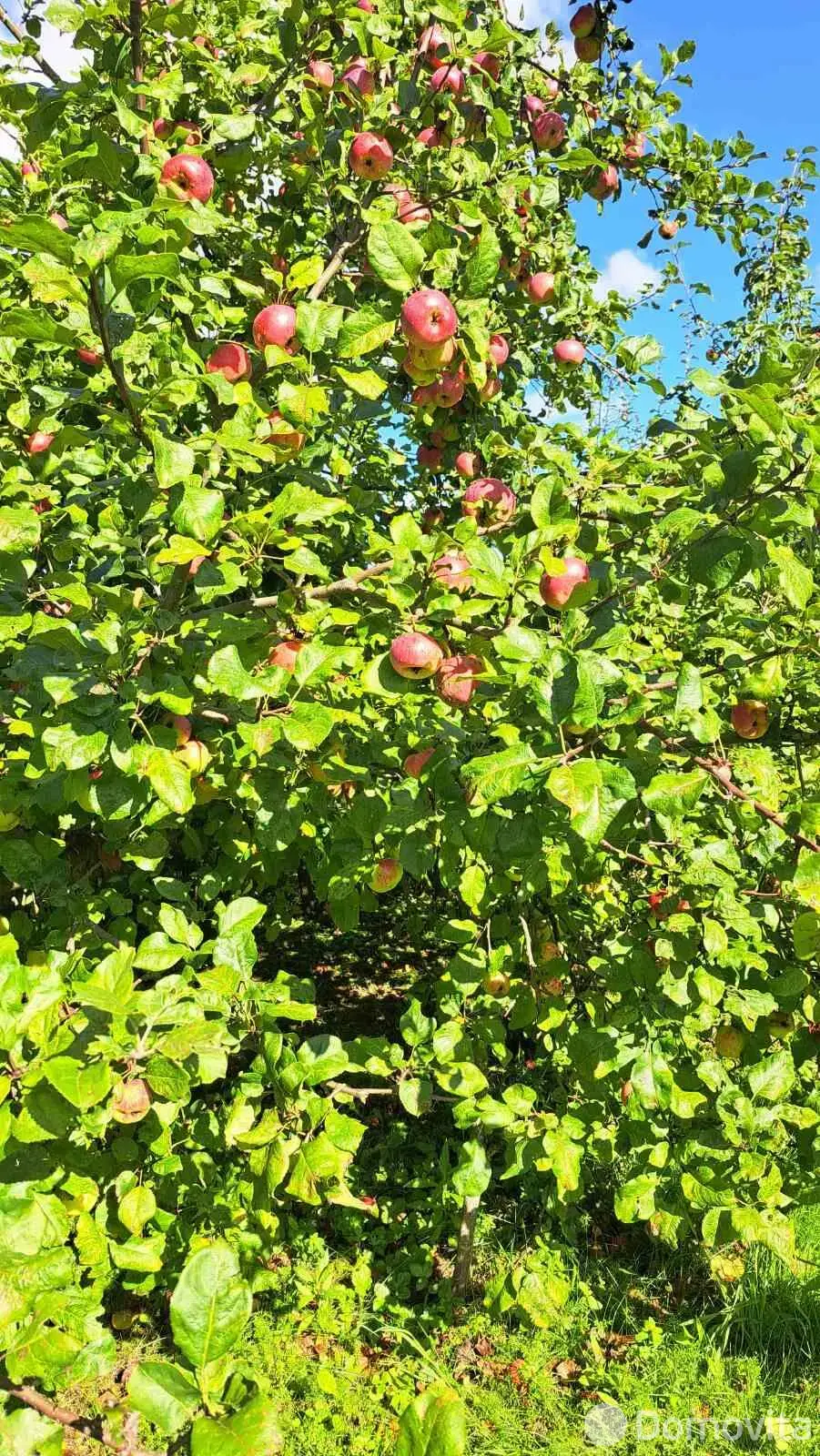 Купить 1-этажную дачу в Верасок-2008 Минская область, 42000USD, код 185658 - фото 32