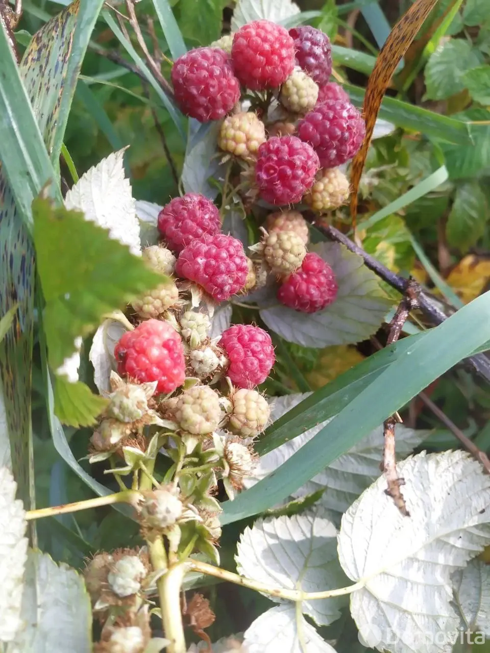 Купить земельный участок, 10.22 соток, Весна-93, Минская область, 8000USD, код 571066 - фото 14