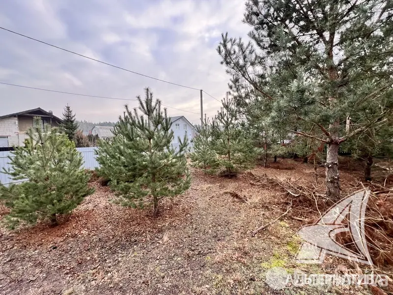 Купить 1-этажную дачу в Алеся-50 Брестская область, 31900USD, код 181350 - фото 25