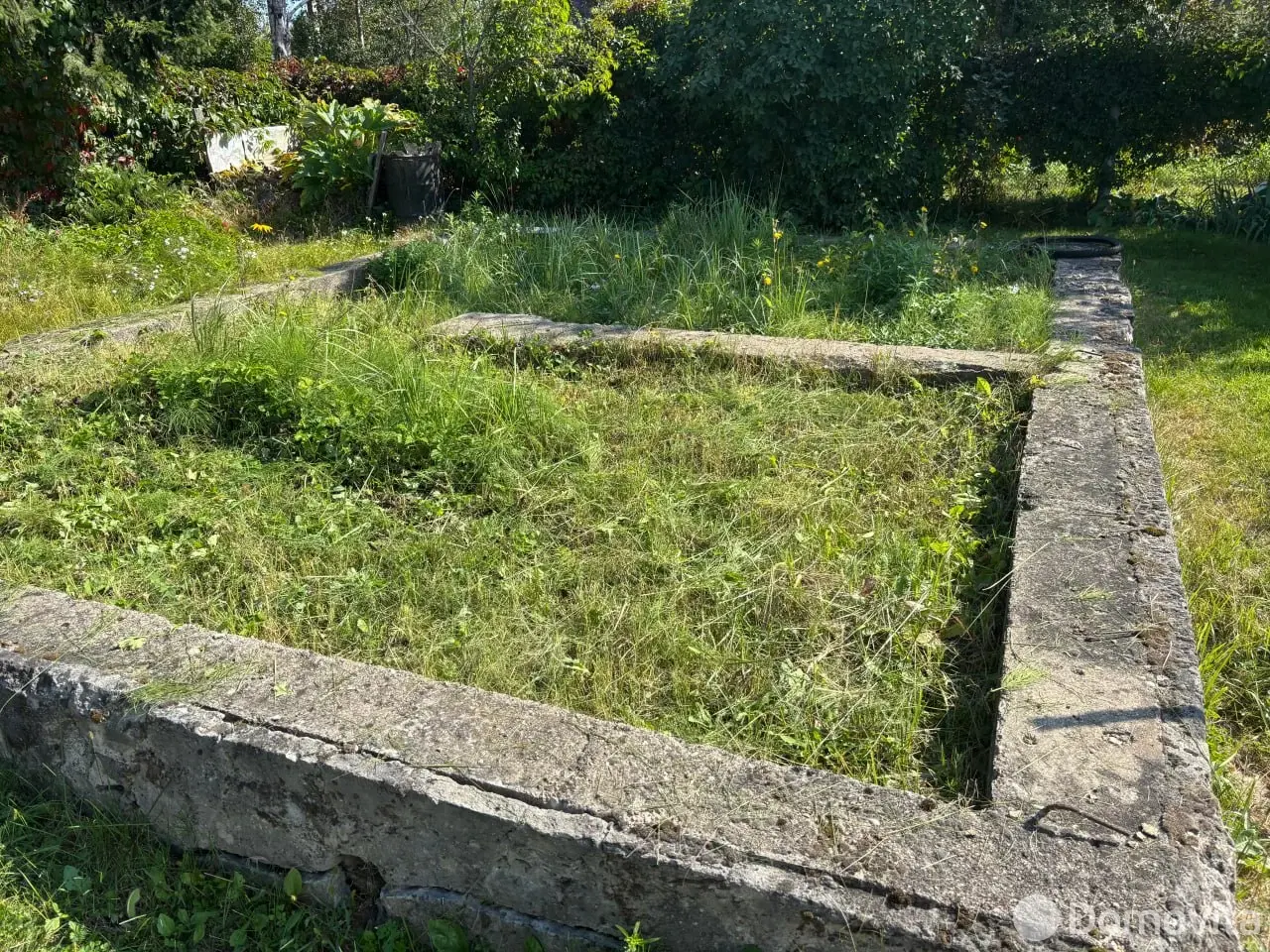 дача, Голубика,