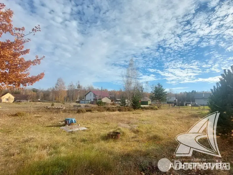 Цена продажи дачи, Золотой корень,