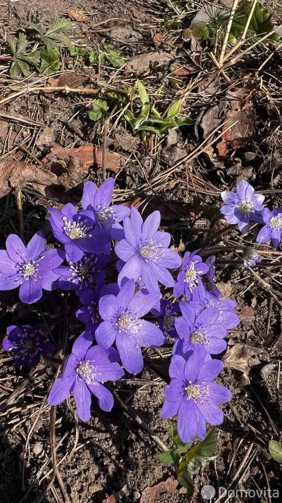 участок, Мичуринец-58, 