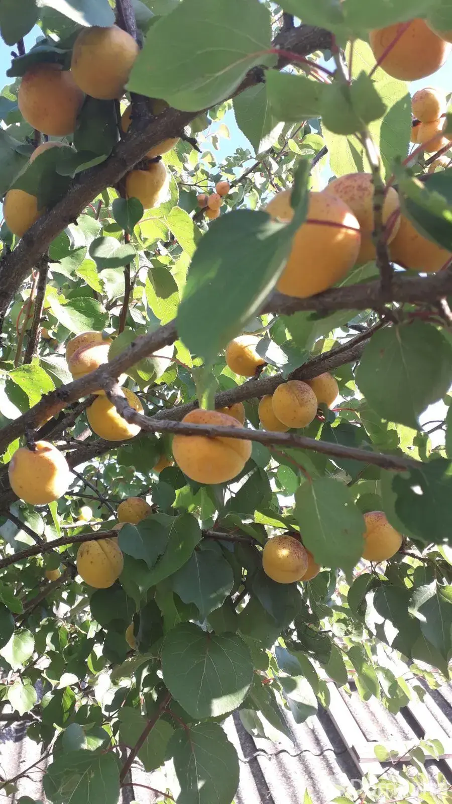 продажа дома, Погост, ул. Полевая, д. 16