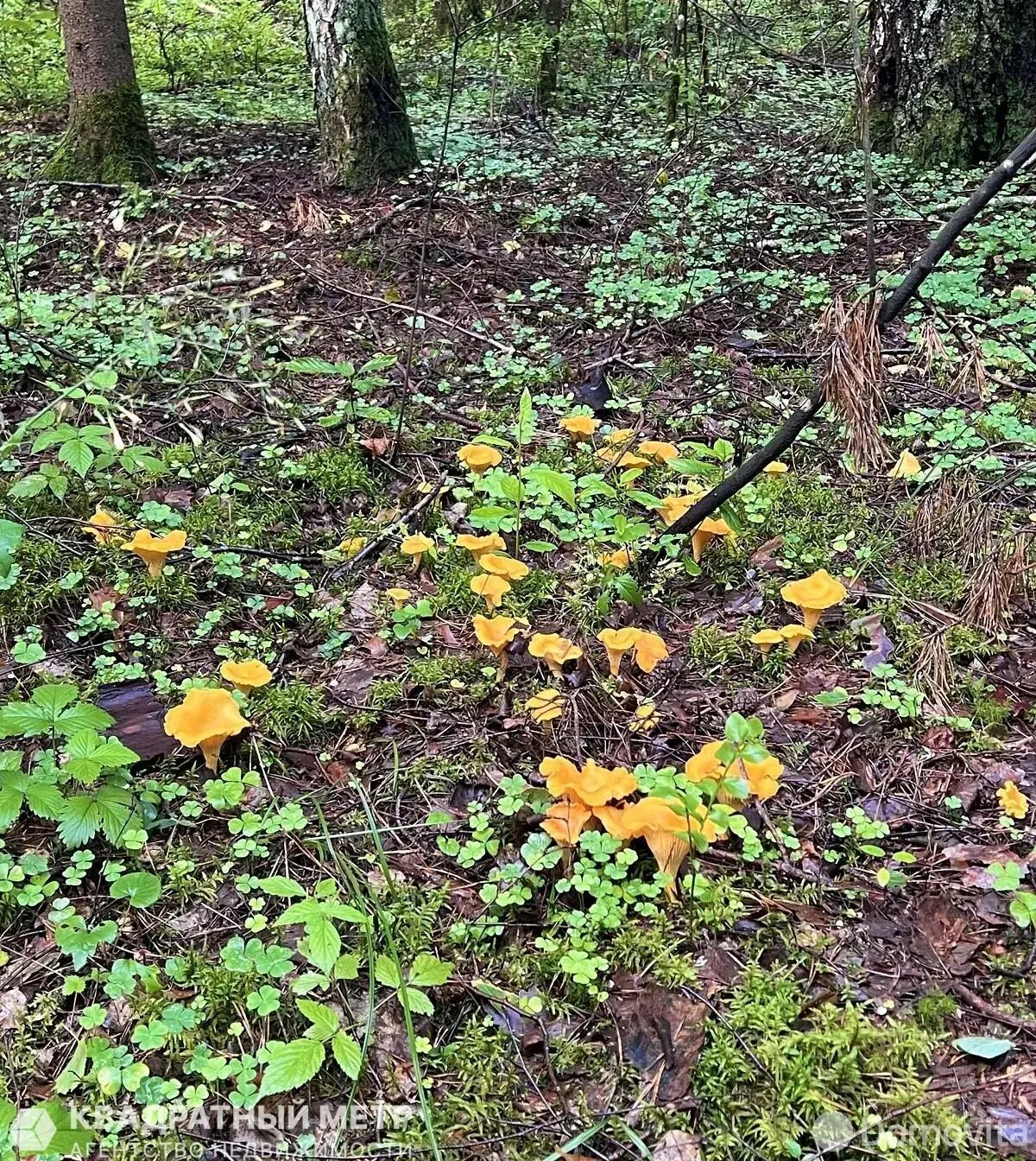 Купить 2-этажную дачу в Дубовом Лесе Минская область, 17000USD, код 183741 - фото 15