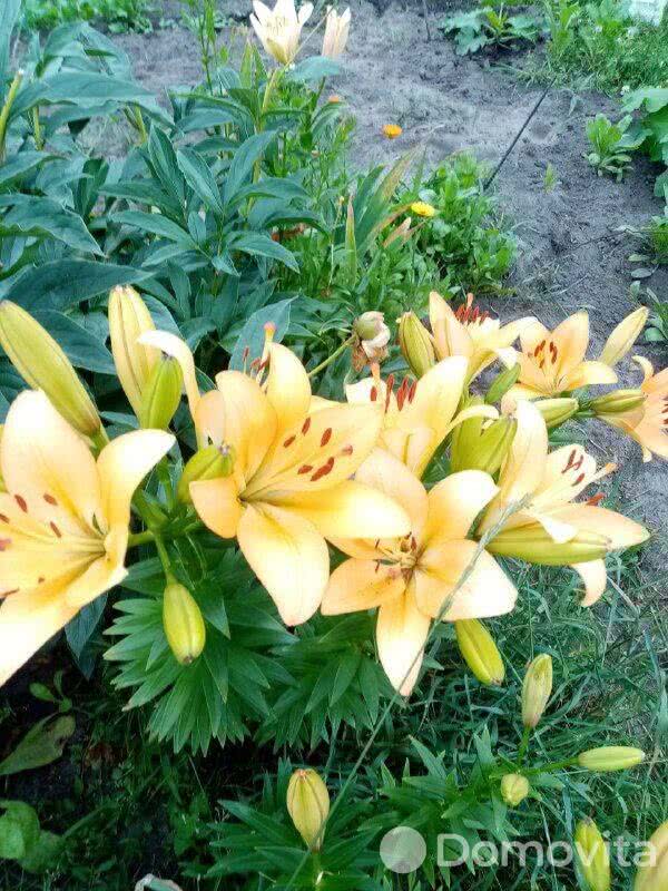 Продажа 1-этажной дачи в Зорка Пуховичский район Минская область, 5000USD, код 176240 - фото 16