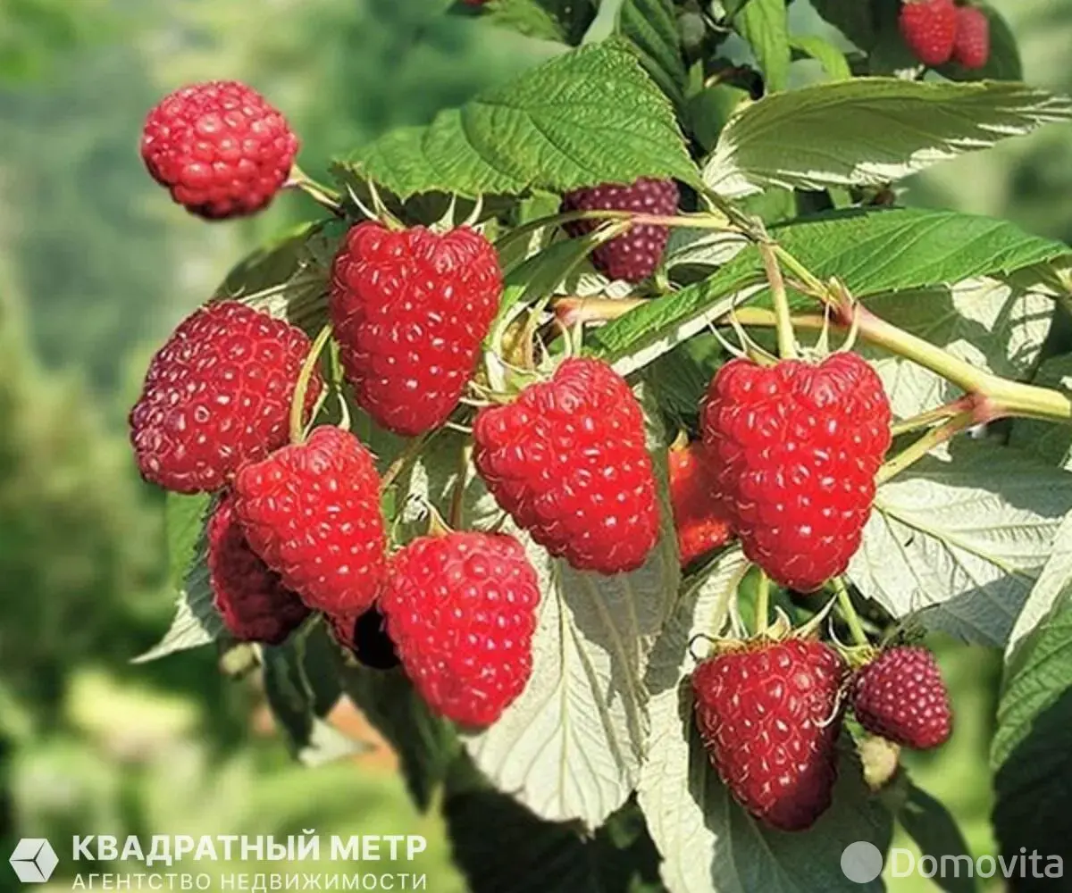 участок, Ивонцевичи, 