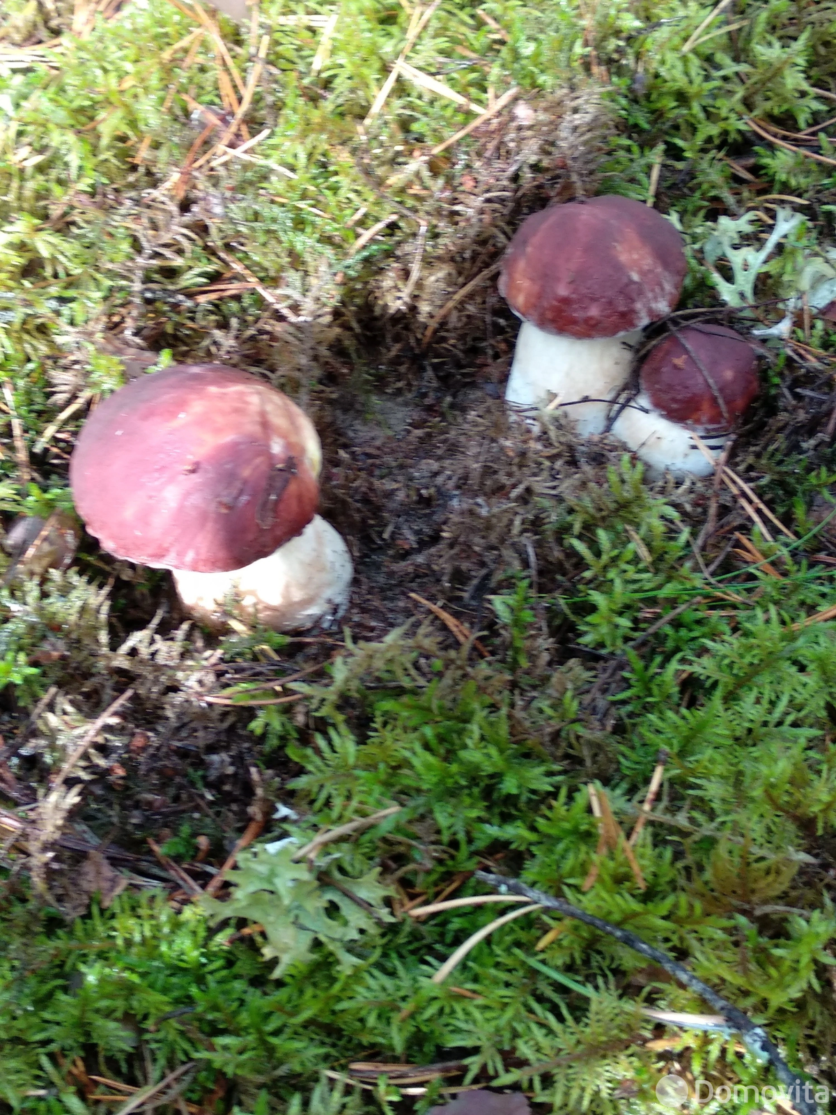 Купить земельный участок, 23 сотки, Кумельщина, Минская область, 29000USD, код 570514 - фото 19