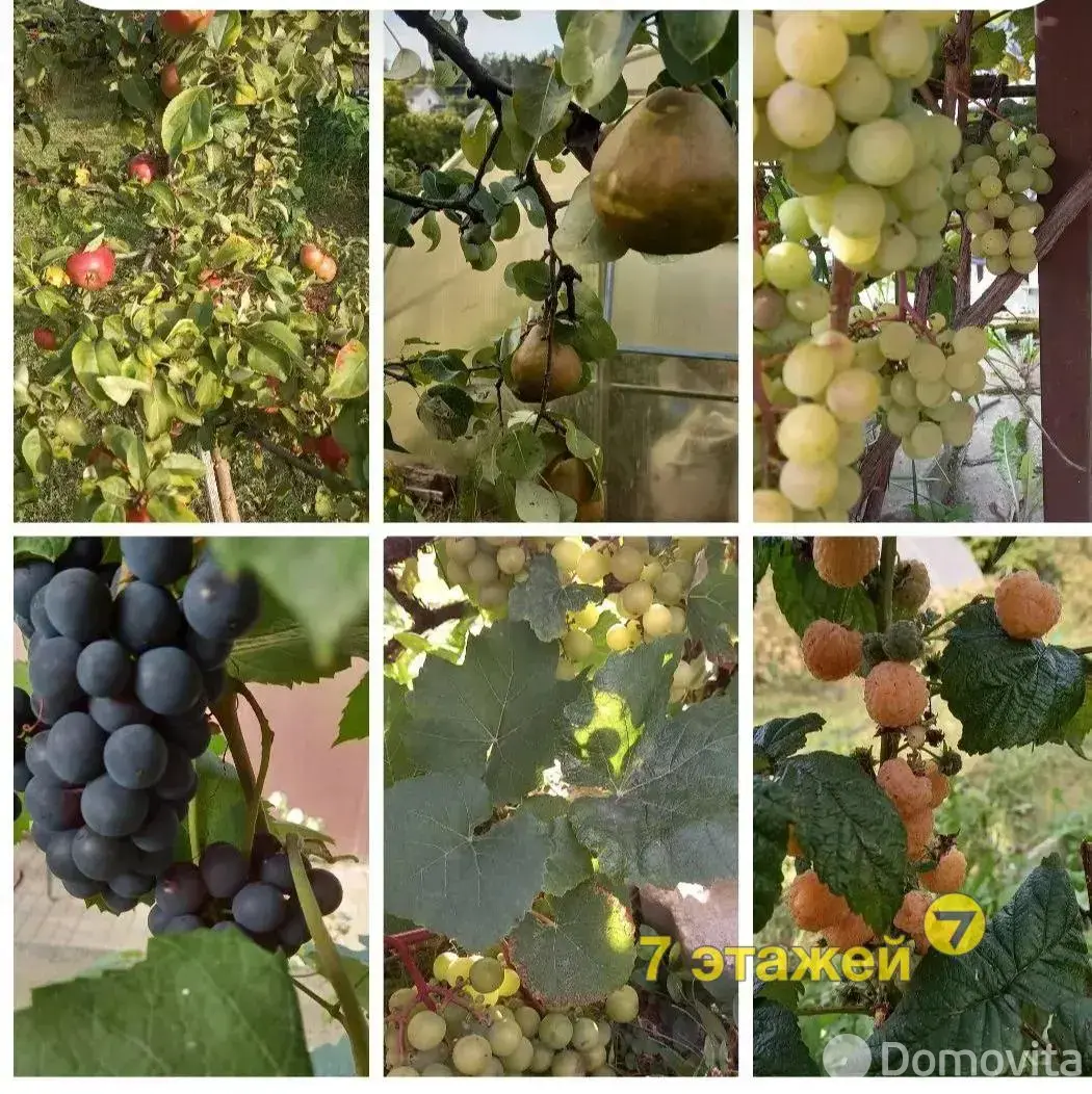 дача, Лукоморье, 