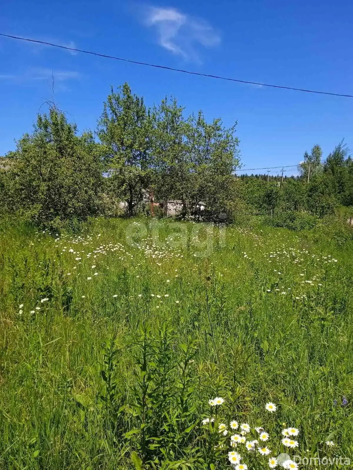 дача, Борщевник, 