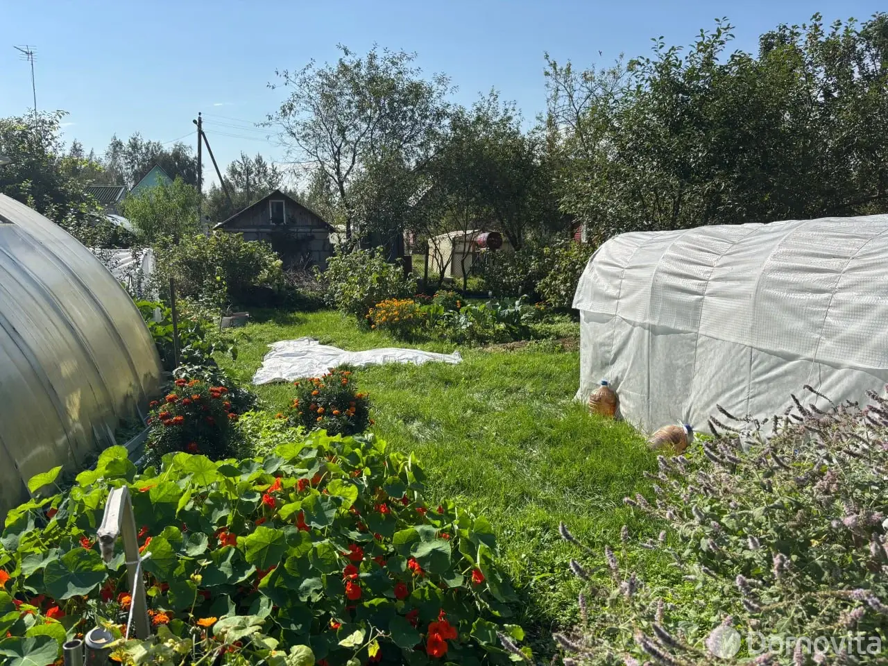 дача, Голубика,