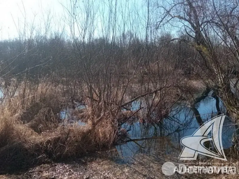 купить участок, Урожай ОАО Брестхлебопродукт, 