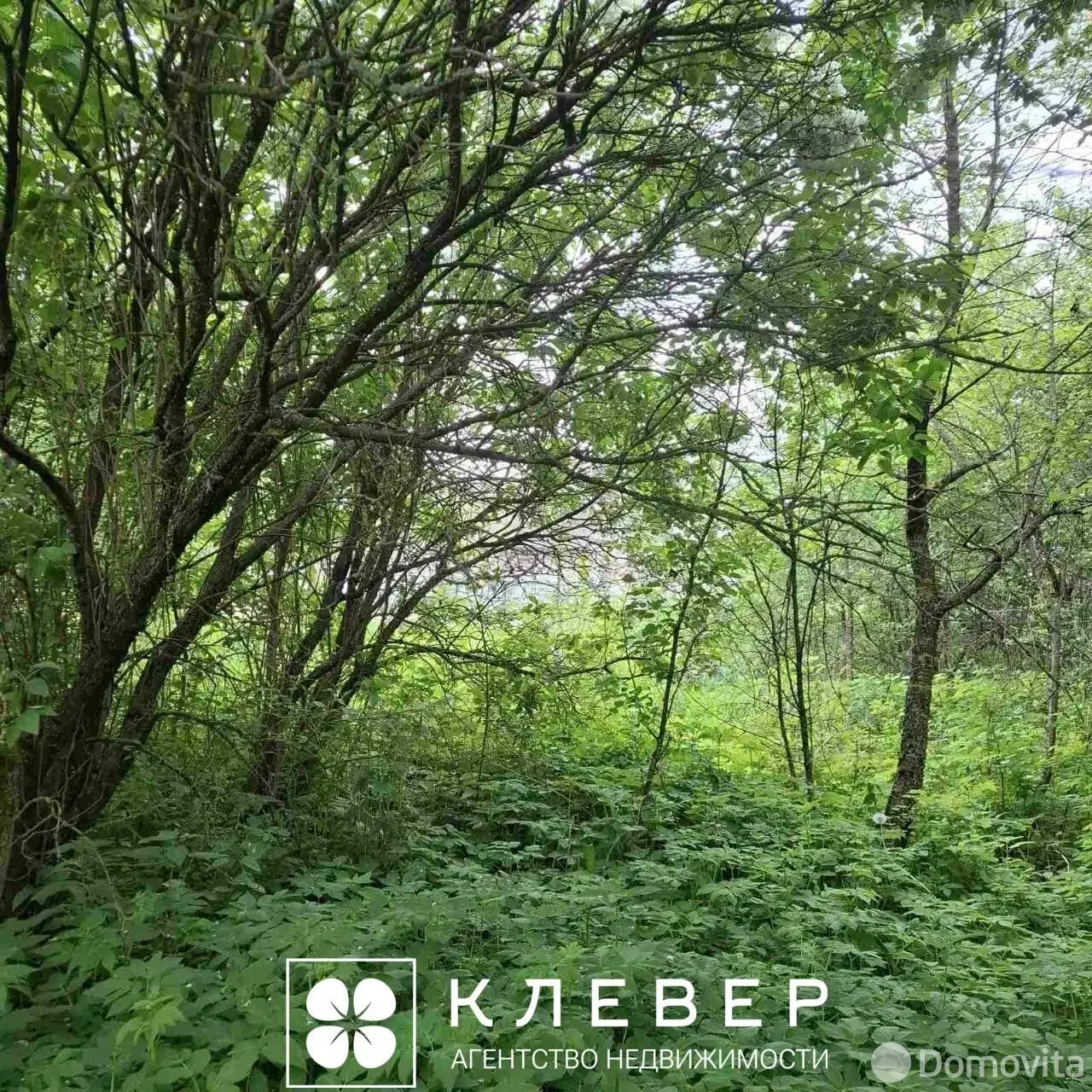 участок, Дещенка, ул. Центральная, д. 17