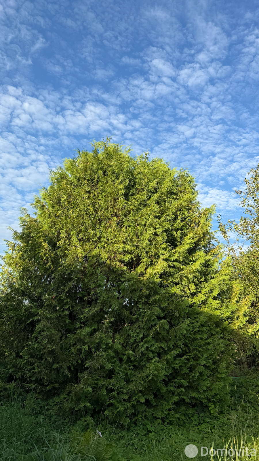 Купить 1-этажную дачу в Импульс-садовод Минская область, 5200USD, код 184250 - фото 19