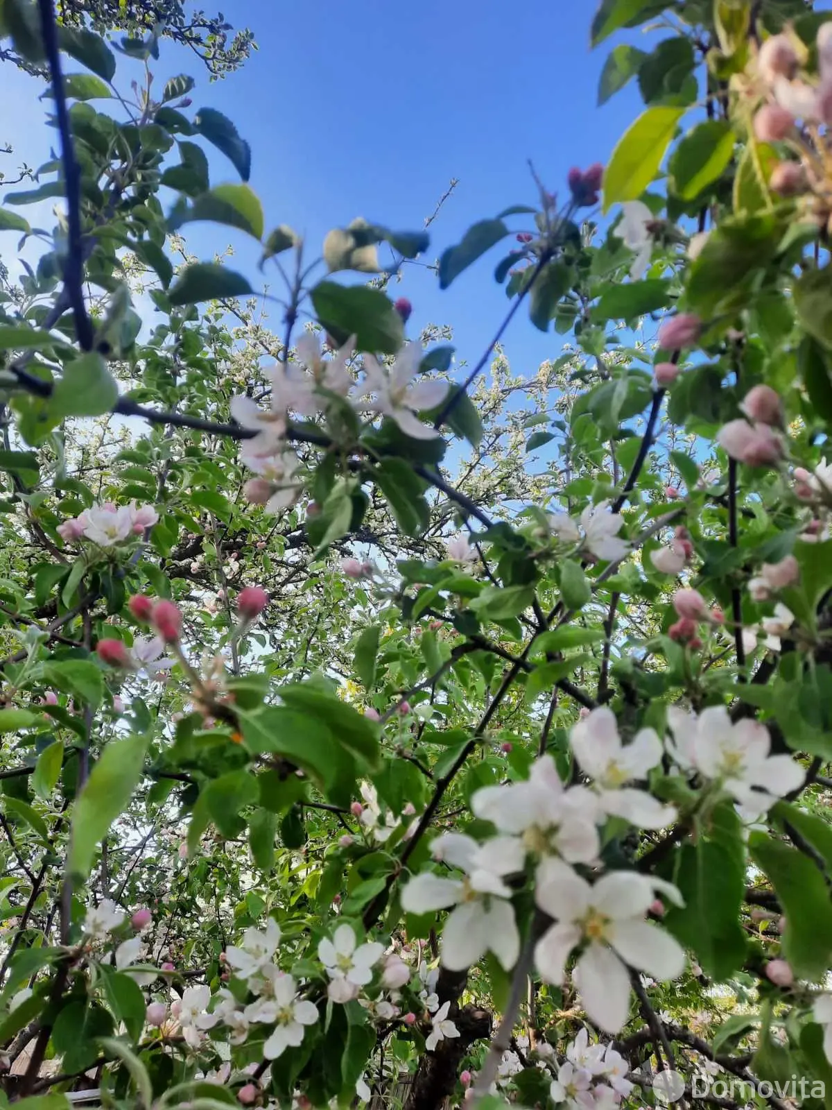 дача, Тюльпан, 