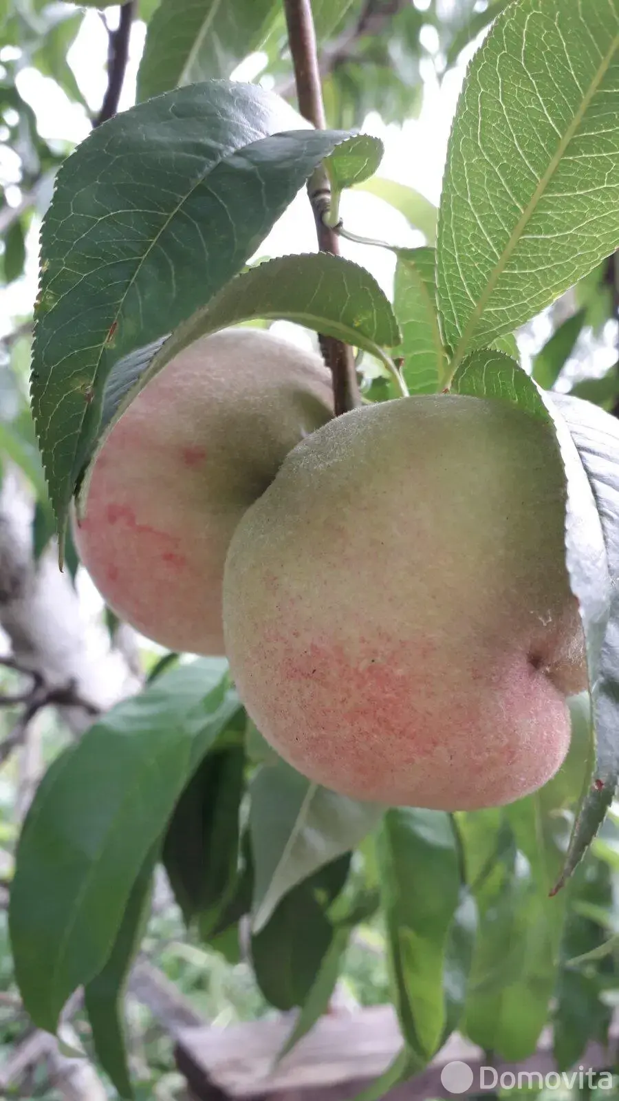 продажа дома, Погост, ул. Полевая, д. 16