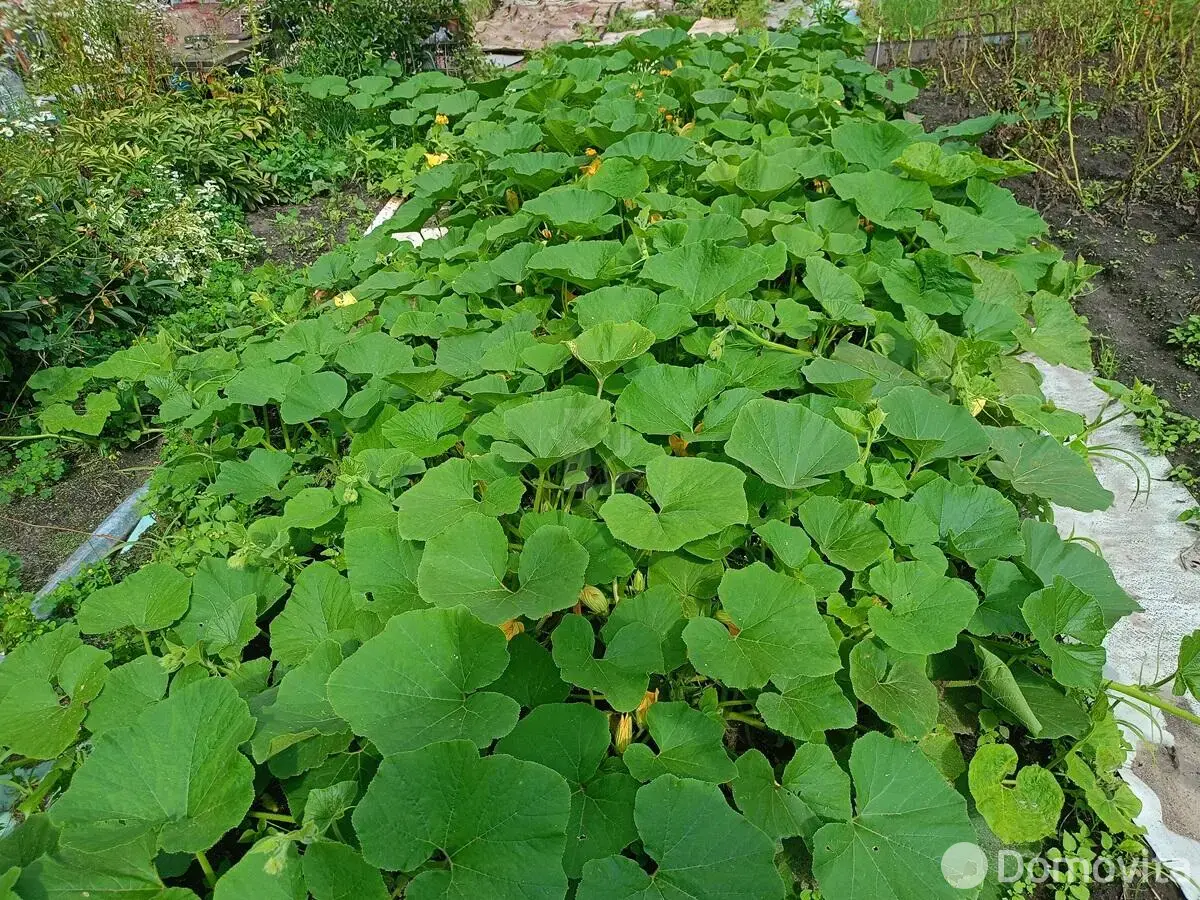 участок, Колос, 