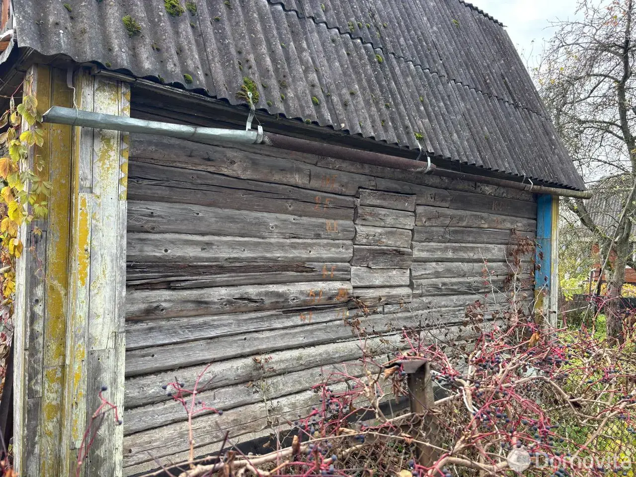 дача, Шарик,