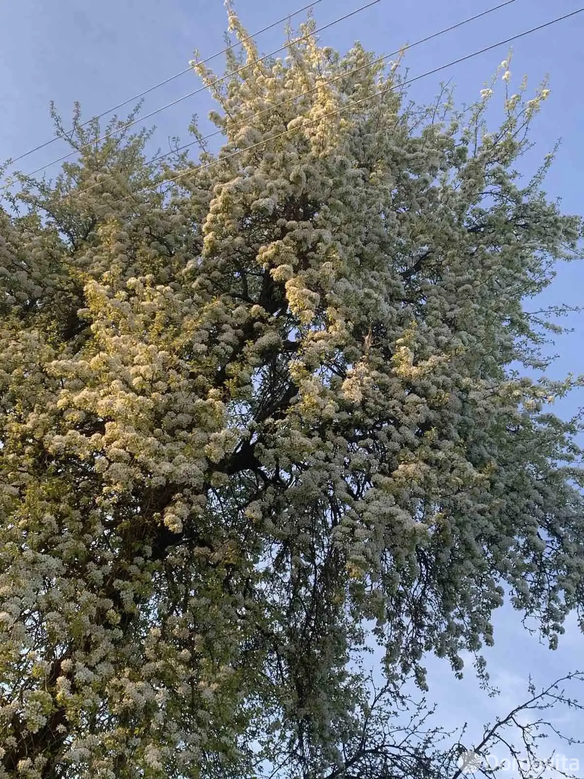 Цена продажи дома, Мечаи, ул. Белорусская