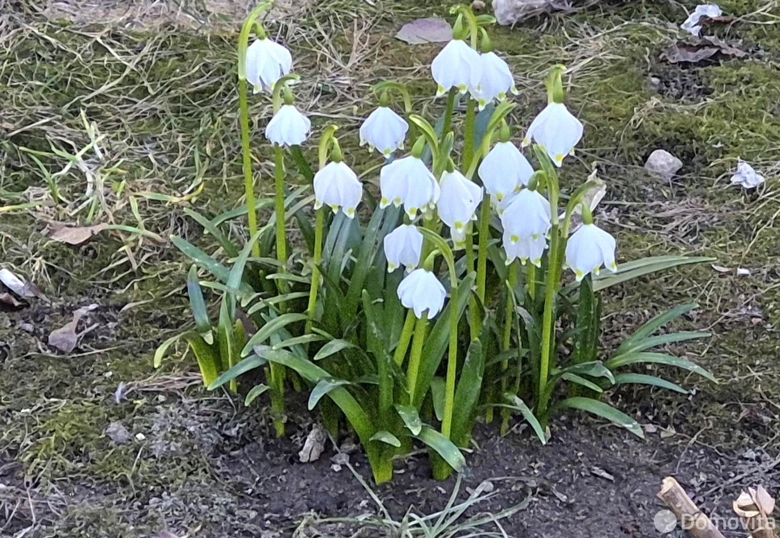 купить дачу, Павлинка, 