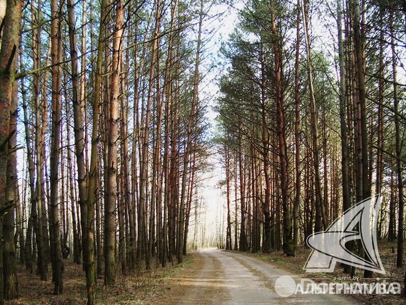 Продажа 2-этажной дачи в Лира-5 Брестская область, 12500USD, код 178113 - фото 16