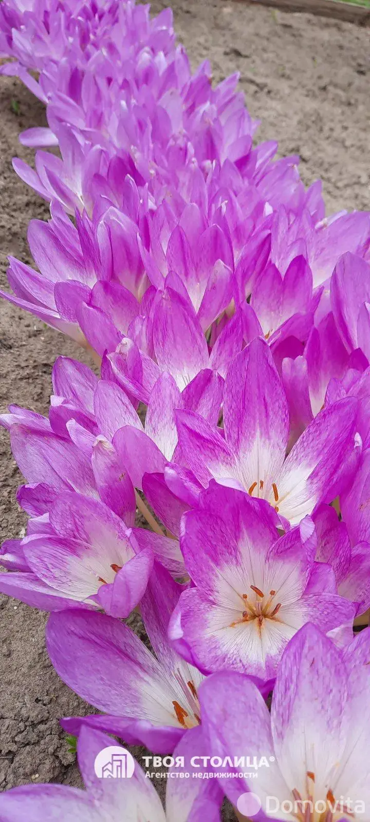 Продажа 1-этажной дачи в Золотой колосок Минская область, 15000USD, код 184931 - фото 14