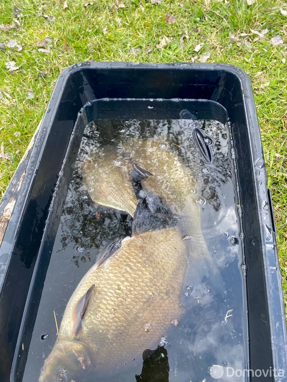 Аренда коттеджа Мишкин дом на сутки в Мурашках , 300BYN, код 1269 - фото 23