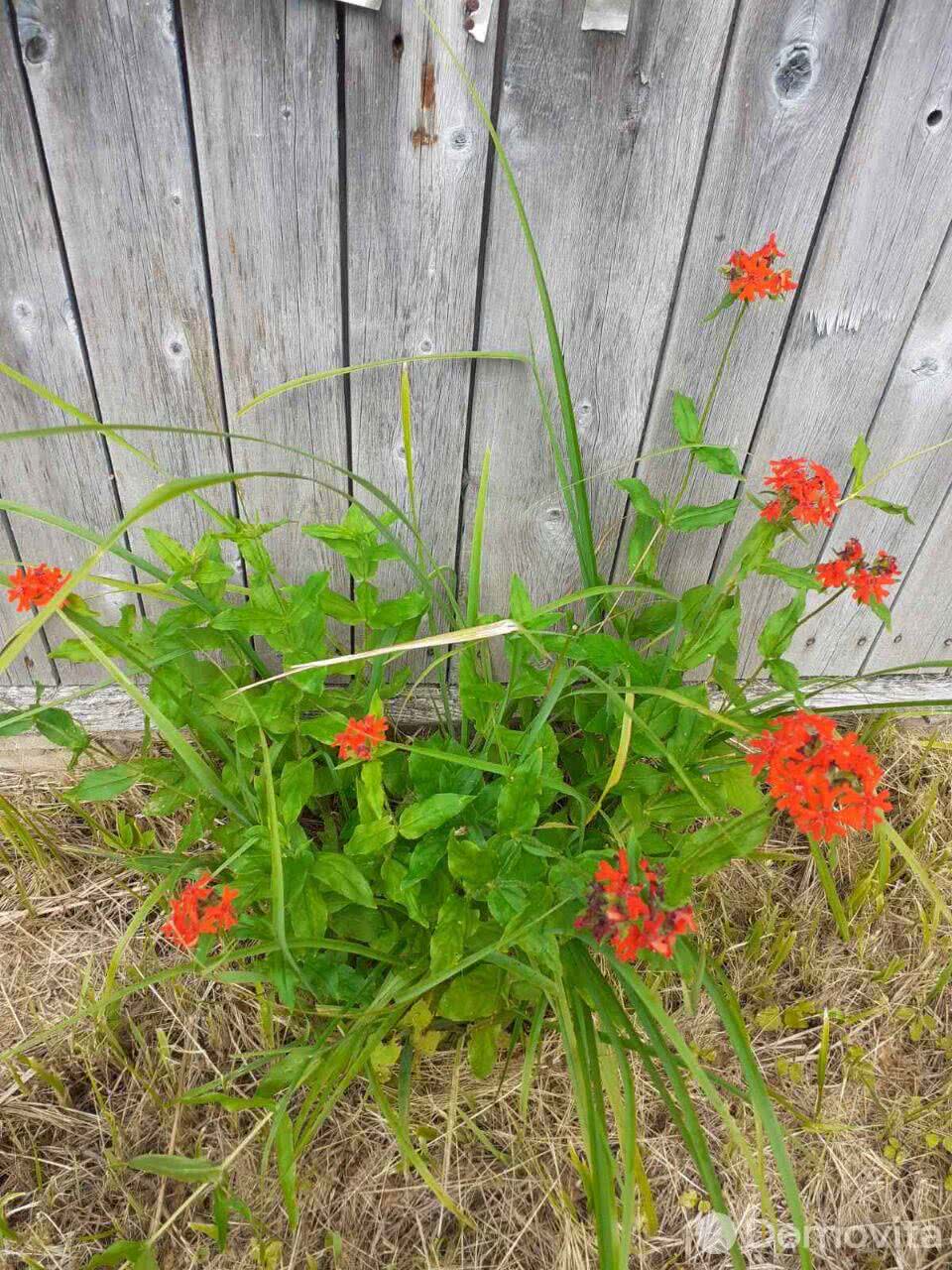 Продажа 1-этажной дачи в Зароновка-1 Витебская область, 4000USD, код 179639 - фото 16