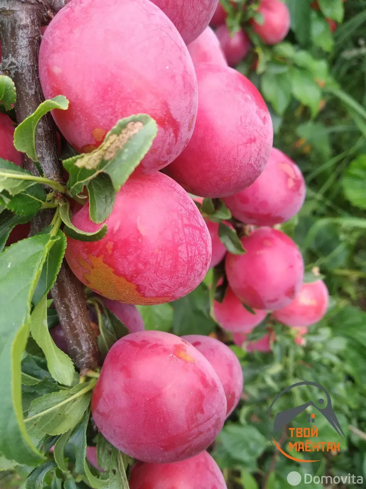 Цена продажи участка, Лесное, 