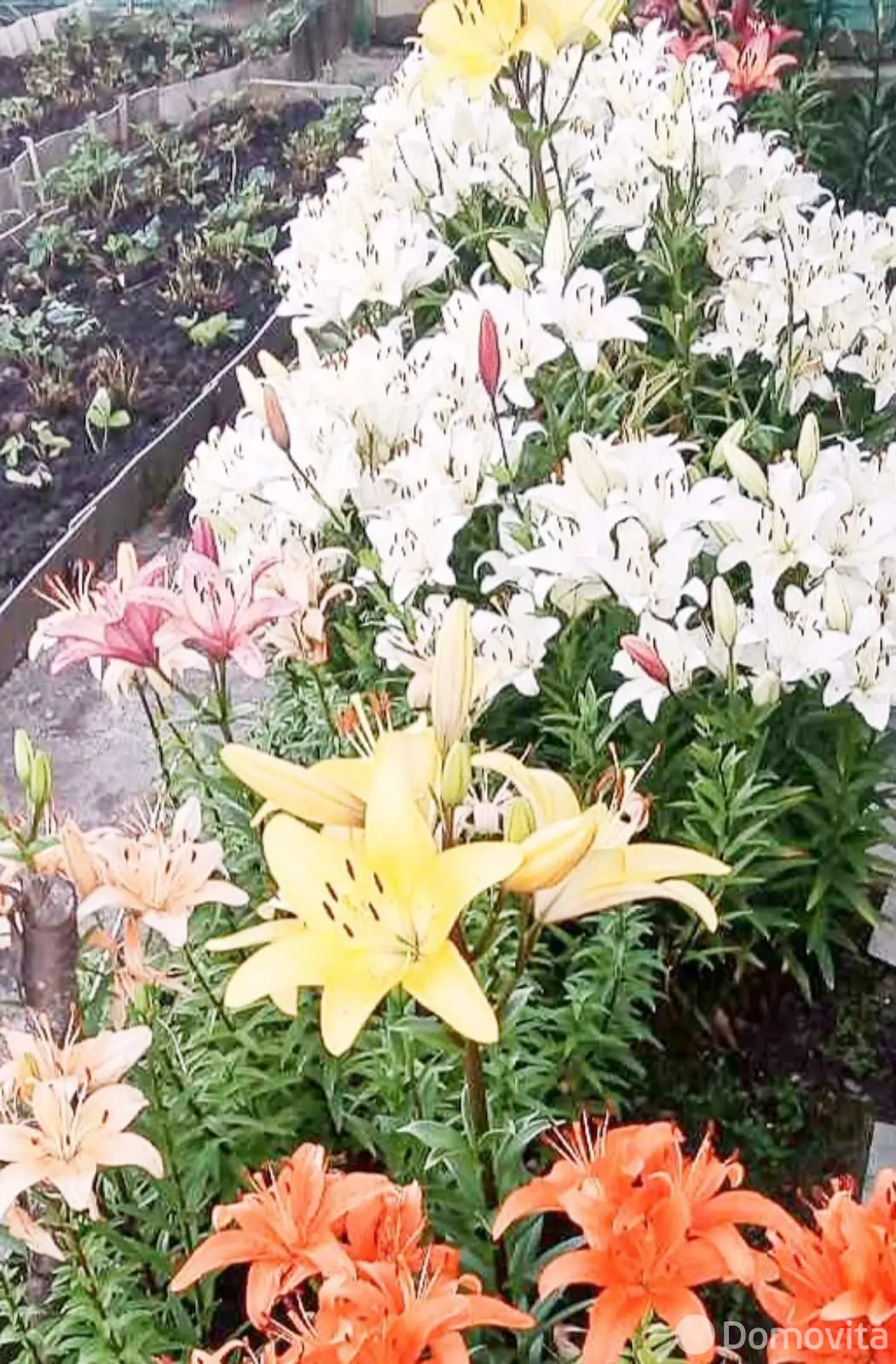 Купить 1-этажную дачу в ПРИОЗЕРНОЕ Могилевская область, 9300USD, код 184528 - фото 14