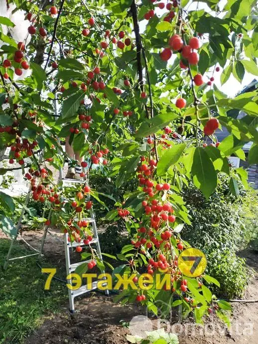 Купить 2-этажную дачу в ВЕРАСОК Брестская область, 29900USD, код 183623 - фото 27