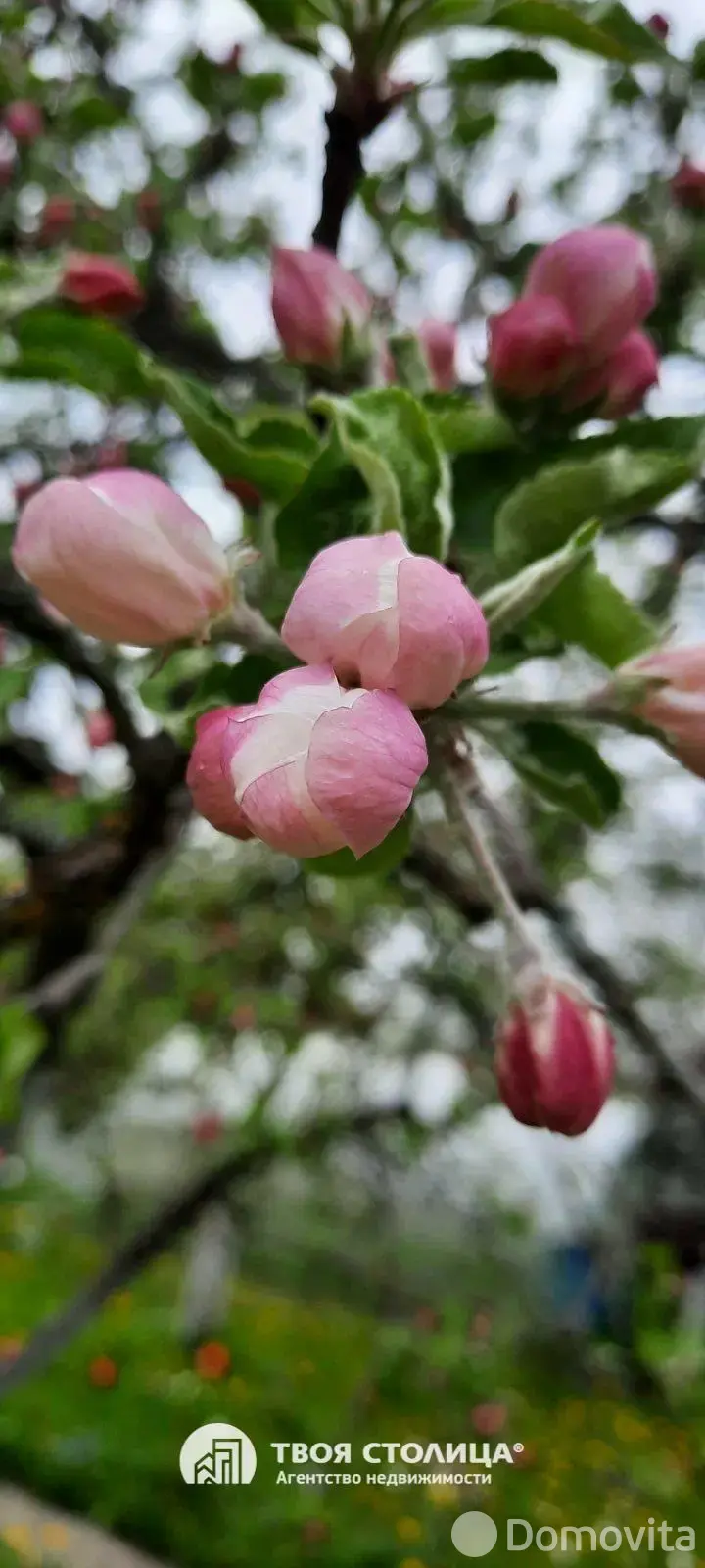 Продажа 1-этажной дачи в Золотой колосок Минская область, 15000USD, код 184931 - фото 12