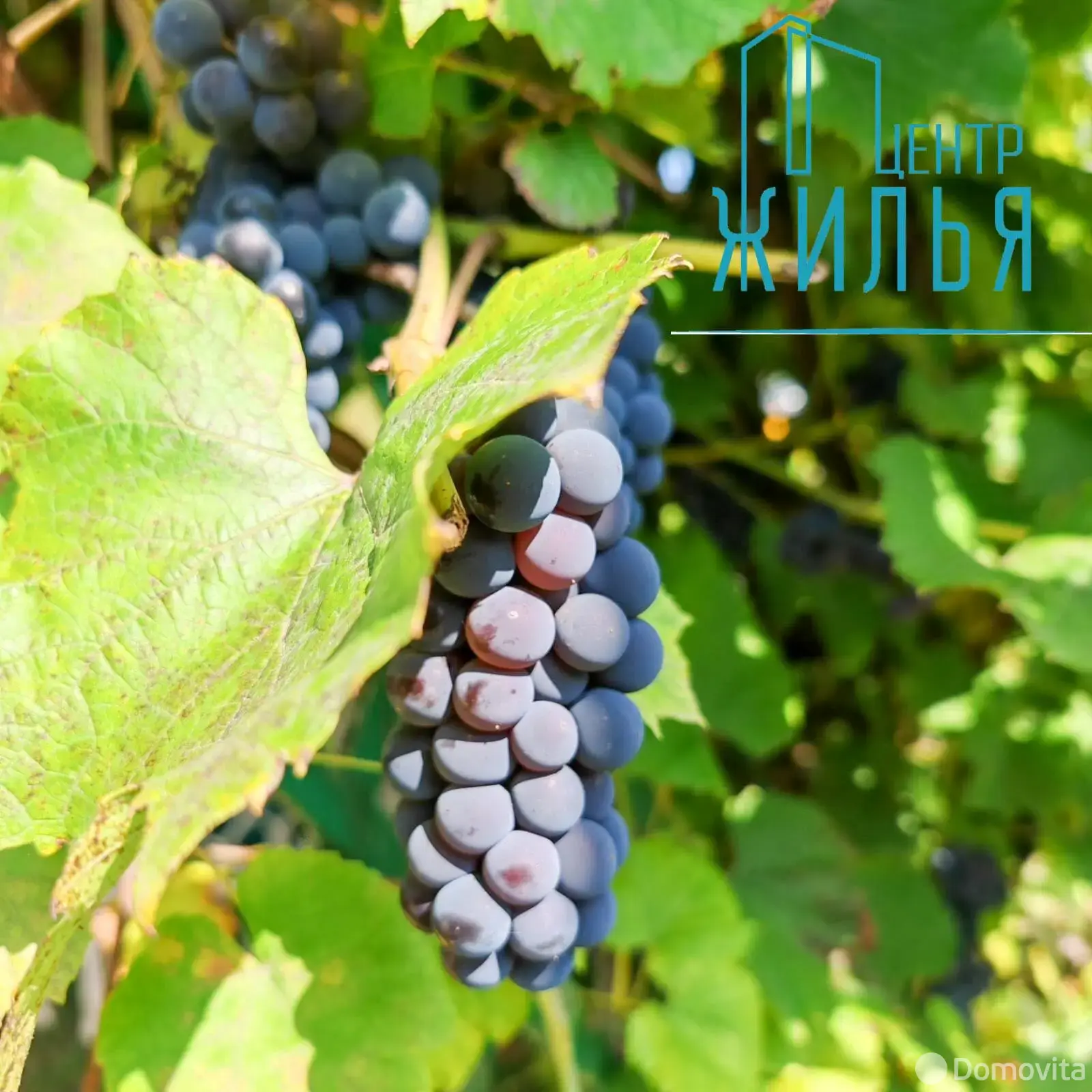 Продажа 1-этажной дачи в Крушина Гродненская область, 60000BYN, код 184247 - фото 37