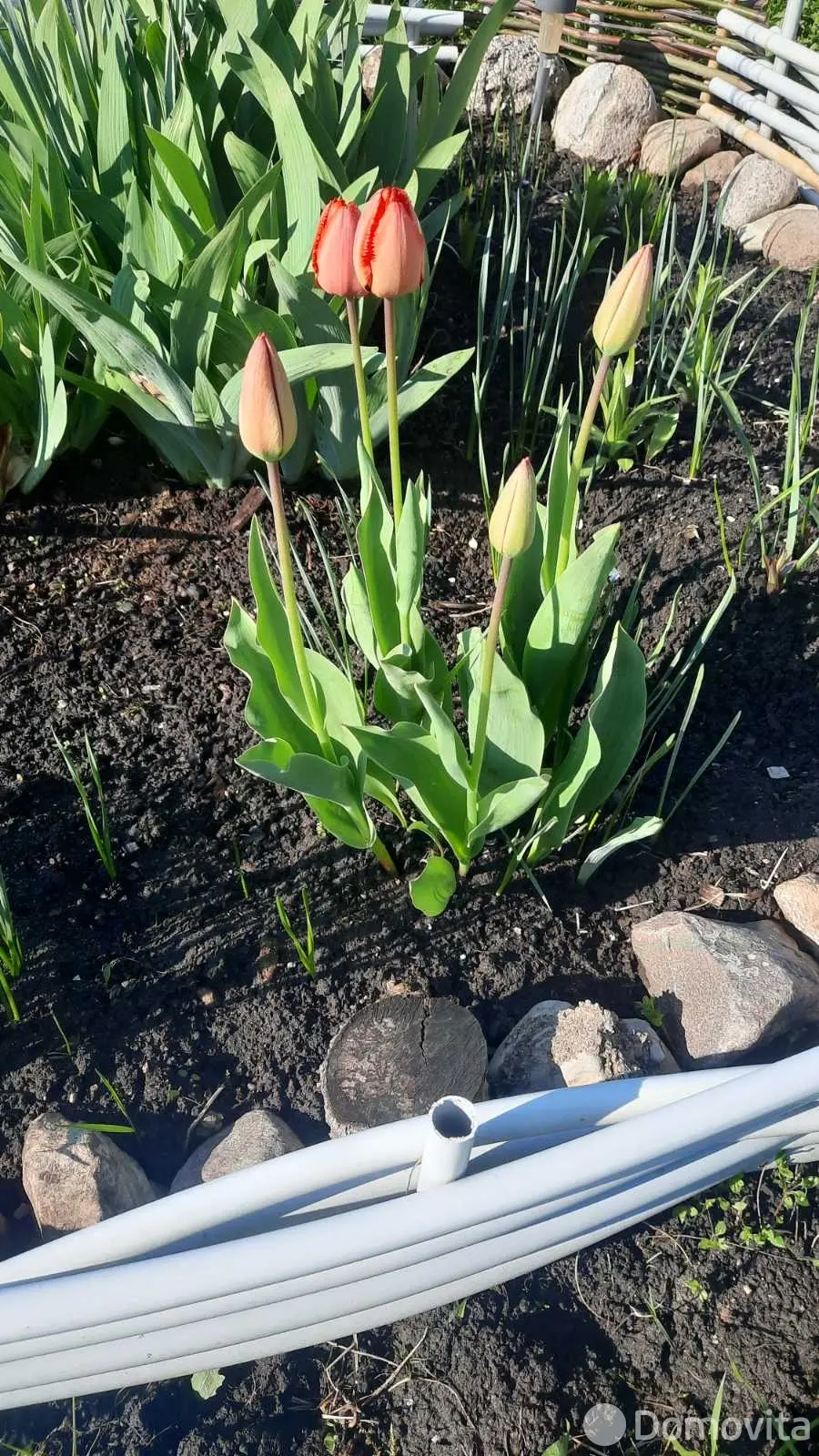 Купить 1-этажную дачу в Купалинка Минская область, 6000USD, код 185091 - фото 15