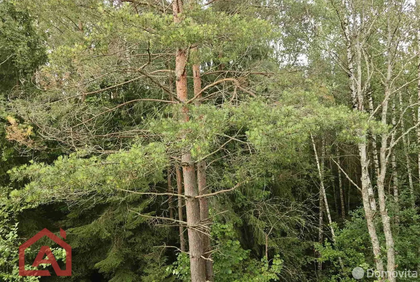 Купить земельный участок, 15 соток, Мончаки, Минская область, 89000USD, код 570778 - фото 12