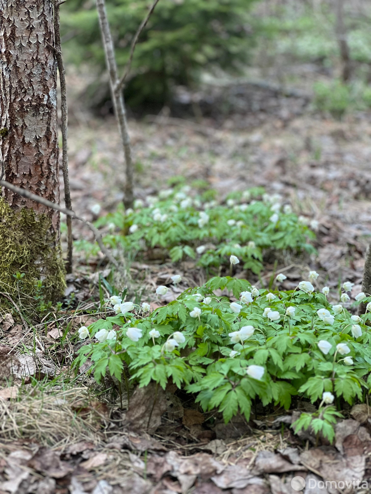 Купить 1-этажную дачу в Зеленый дол Минская область, 35000USD, код 185545 - фото 21