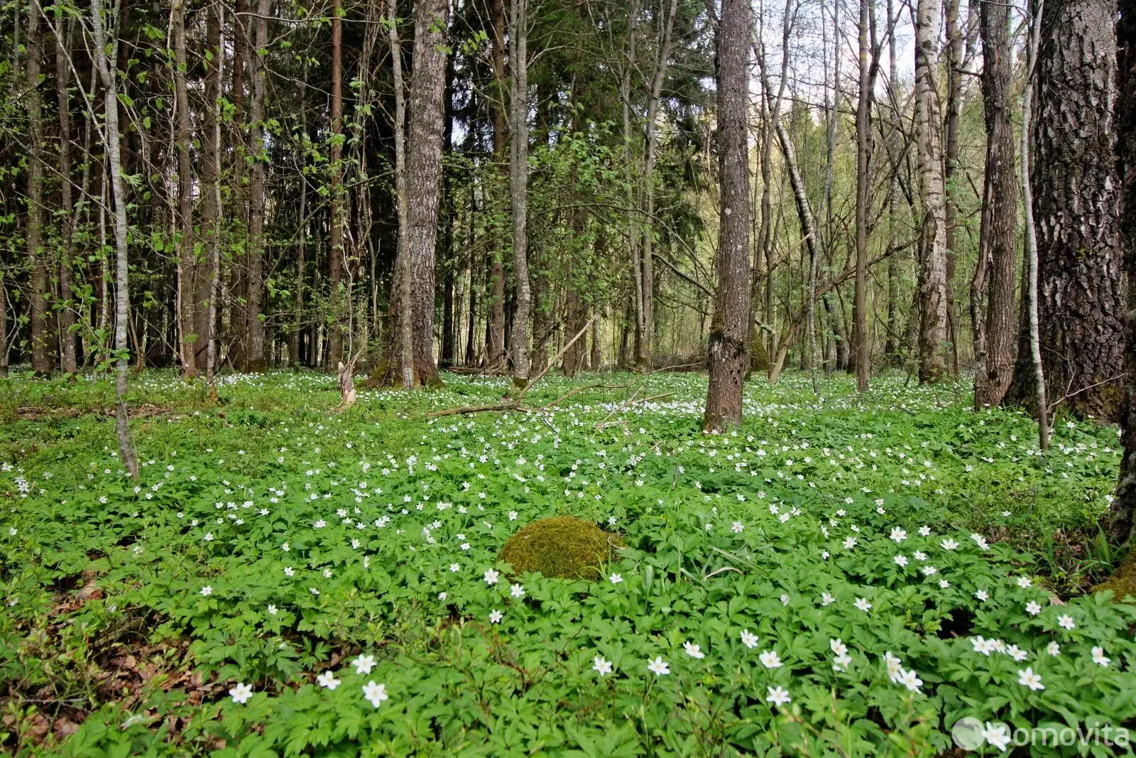 дом, Чаровница, 