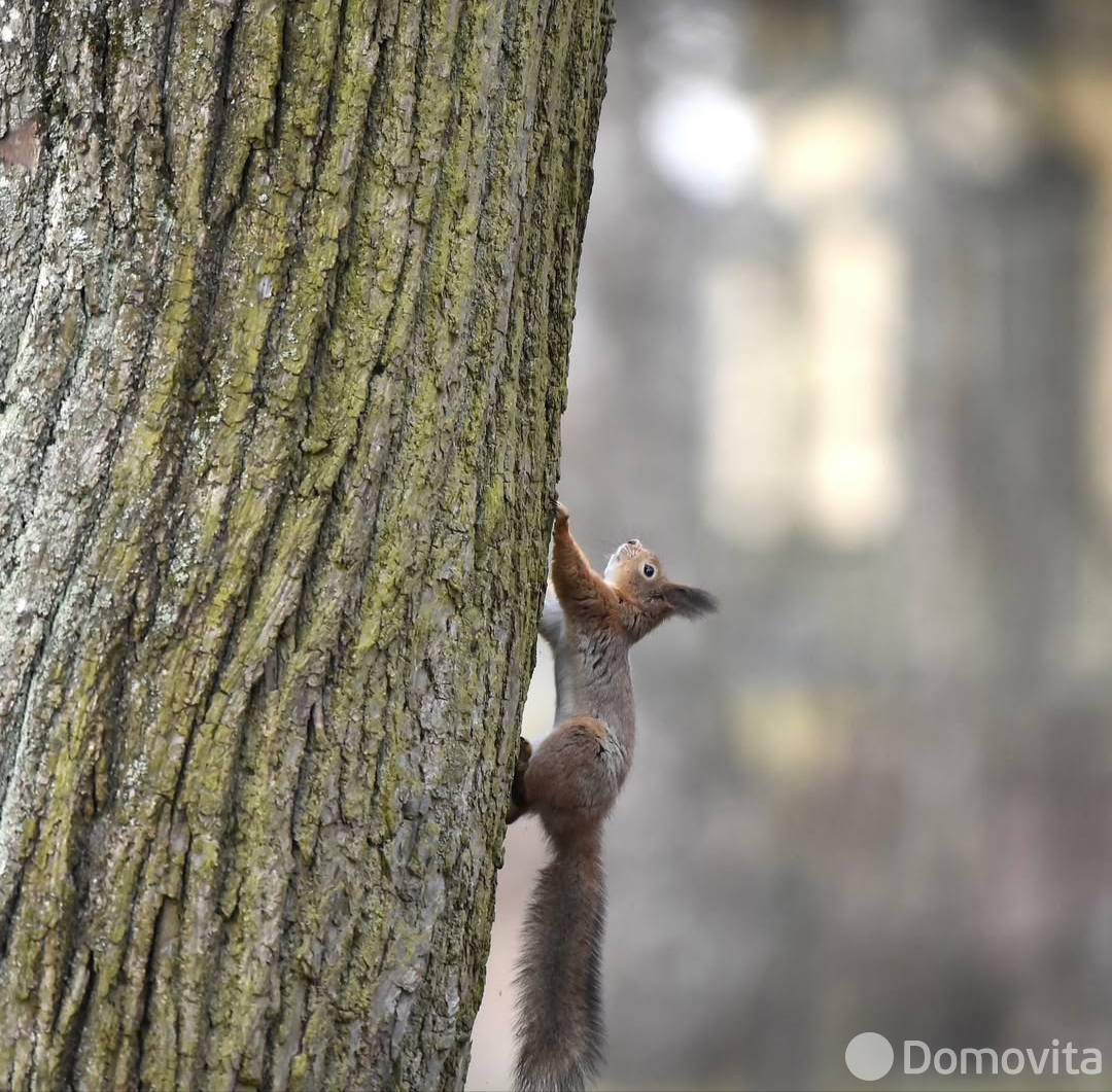 Купить земельный участок, 25 соток, Марковщина, Минская область, 50000USD, код 570364 - фото 11