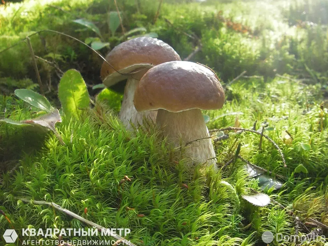 участок, Ивонцевичи, 