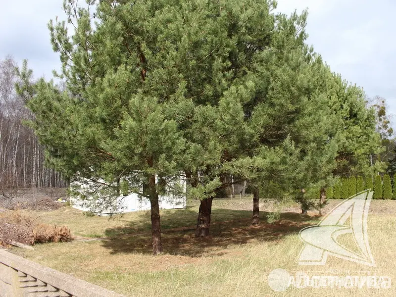 дом, Мухавец, 