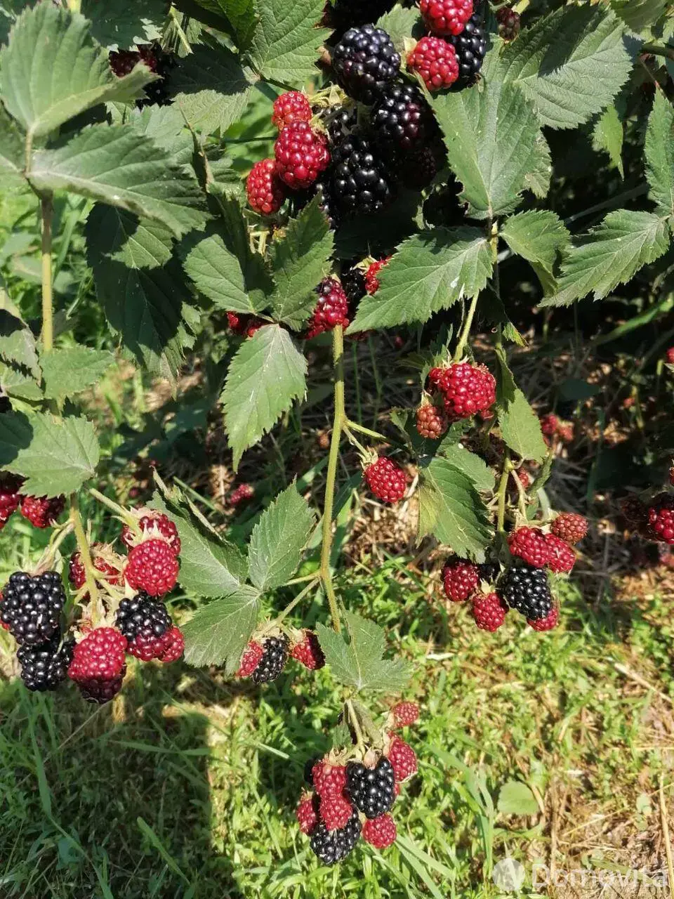 продажа коттеджа, Пытьковка, ул. Дорожная, д. 18