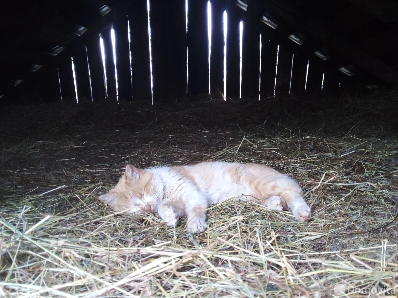 дом, Ольсевичи, - лучшее предложение