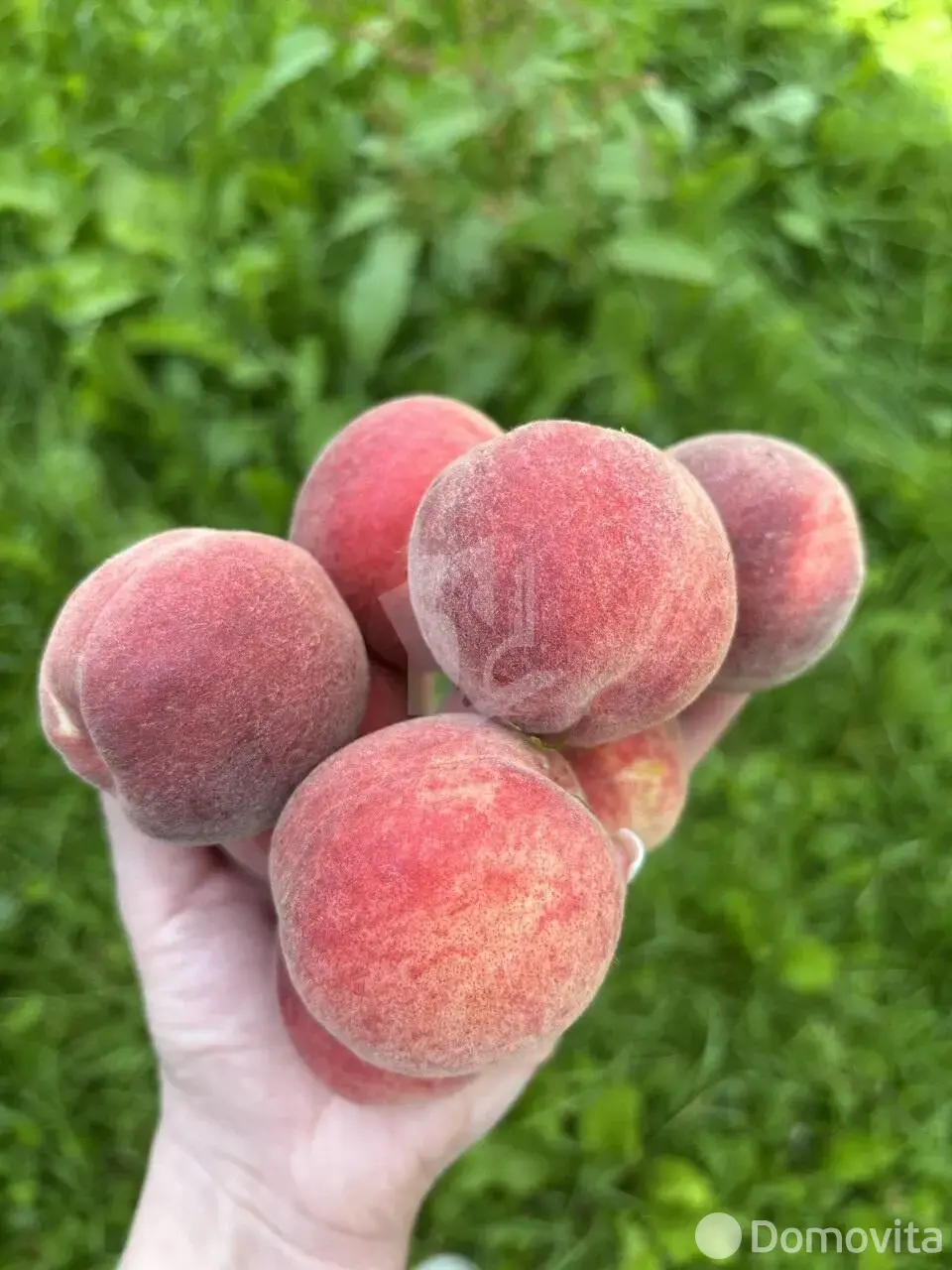 Продажа 1-этажной дачи в Зелёные холмы-2 Минская область, 28900USD, код 185303 - фото 14