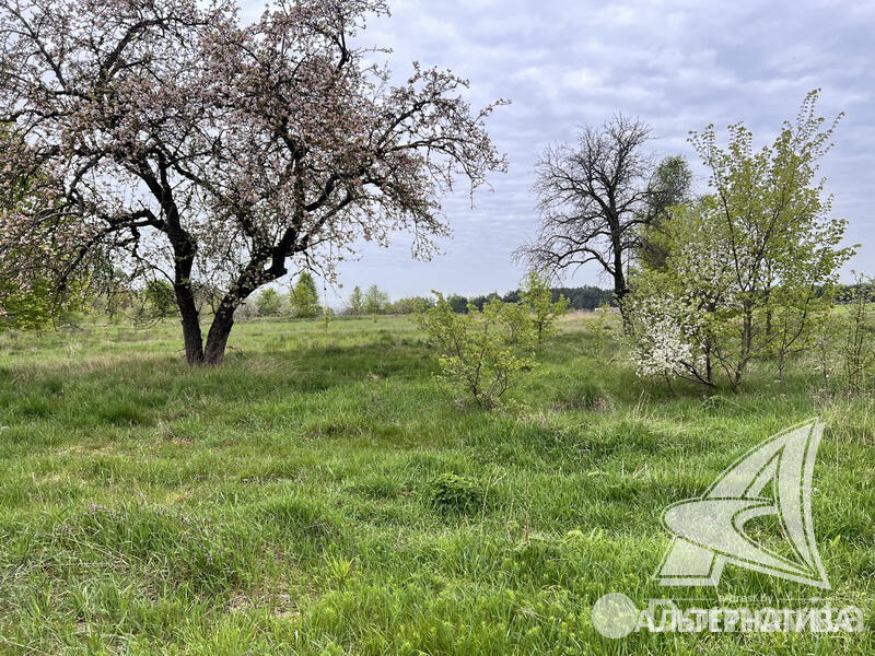 Купить земельный участок, 20.46 соток, Турна Большая, Брестская область, 10500USD, код 567787 - фото 14