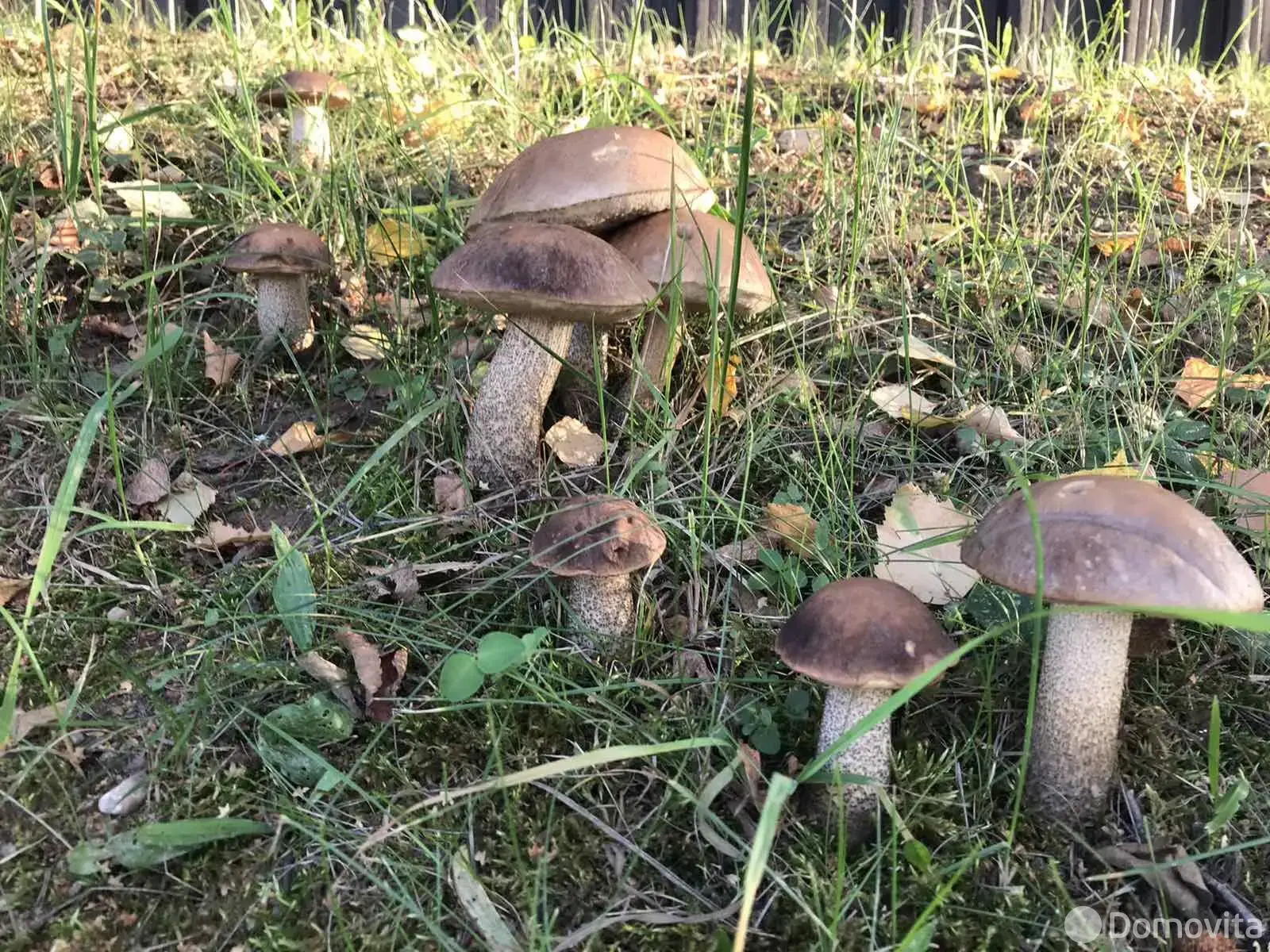 Купить земельный участок, 37.24 соток, Раубичи, Минская область, 350000USD, код 570576 - фото 26