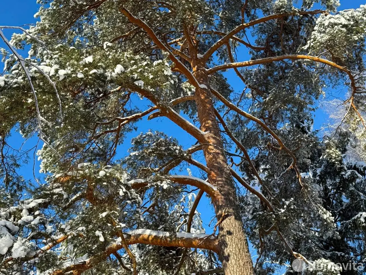 Купить земельный участок, 15 соток, Каралино, Минская область, 65000USD, код 571590 - фото 19