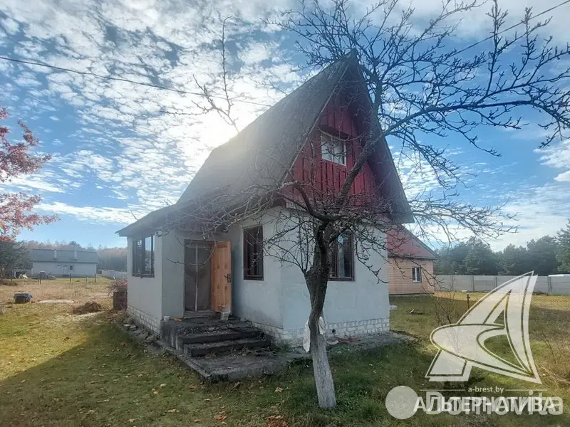 Цена продажи дачи, Золотой корень,