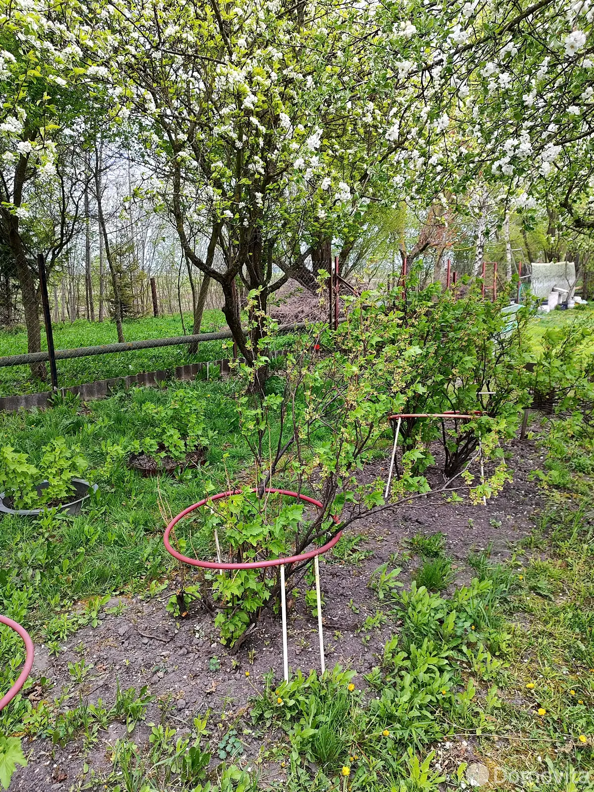 Купить 1-этажную дачу в Здоровье-95 Минская область, 12000USD, код 182592 - фото 15