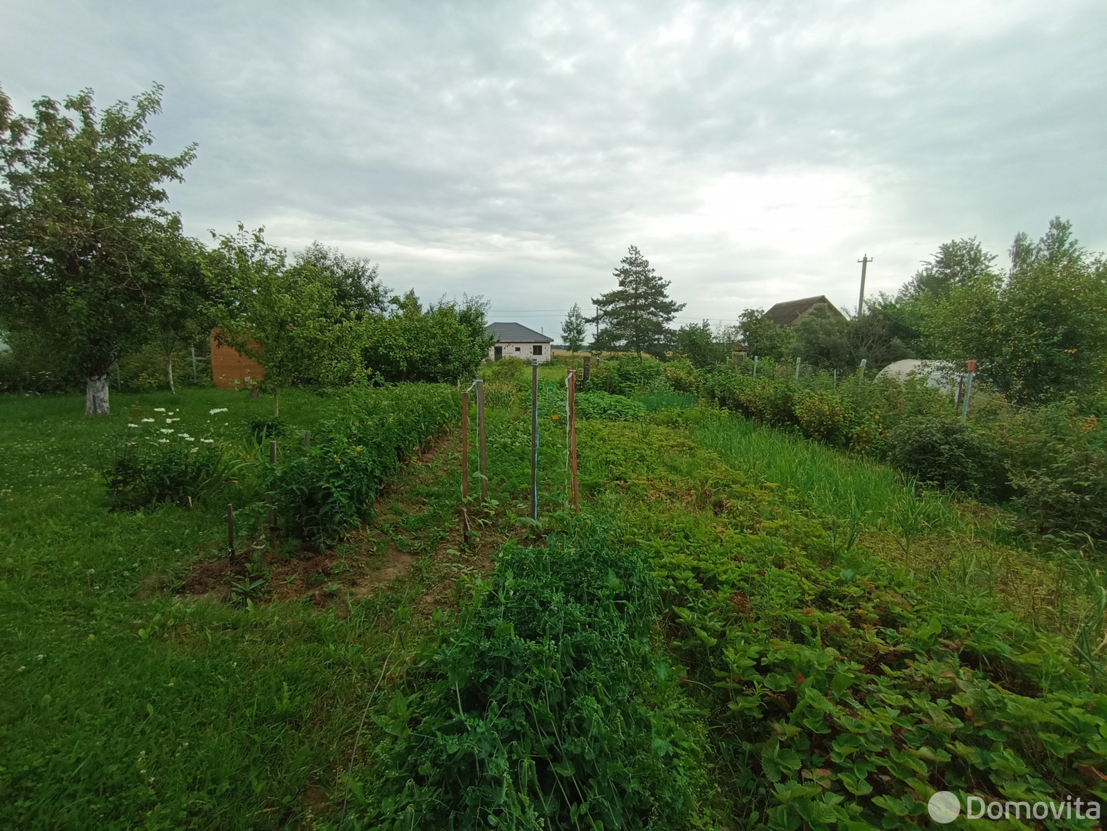 дача, Горошки,