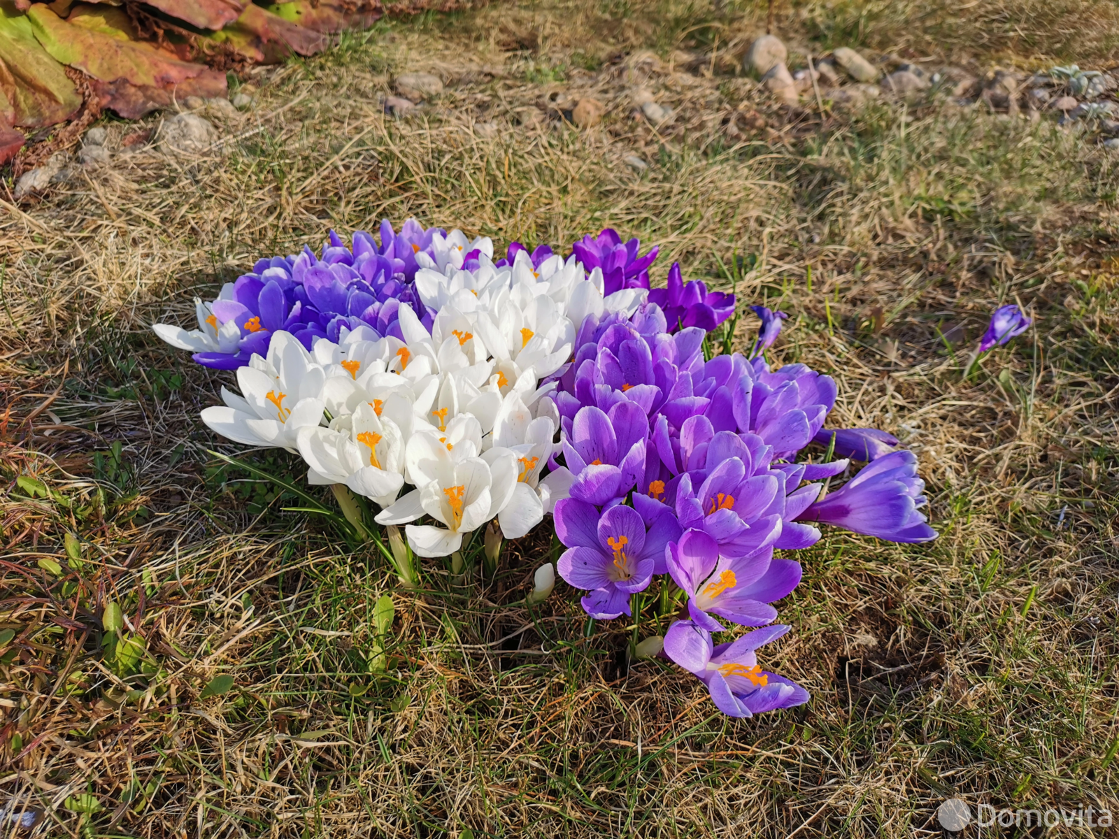 Цена продажи дачи, Лаванда Лесная, 